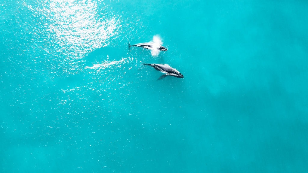 baleine îles Whitsunday en australie